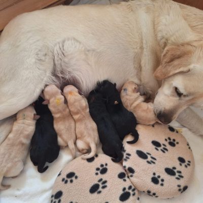 B-Wurf Labrador vom Sennachgrund
